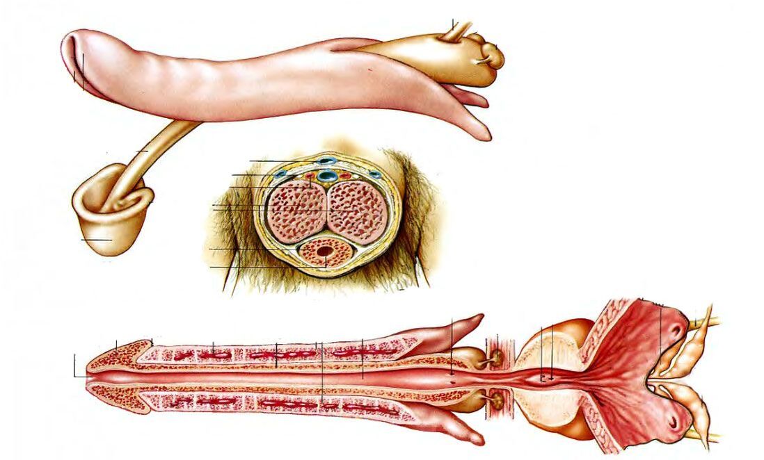 structure du pénis