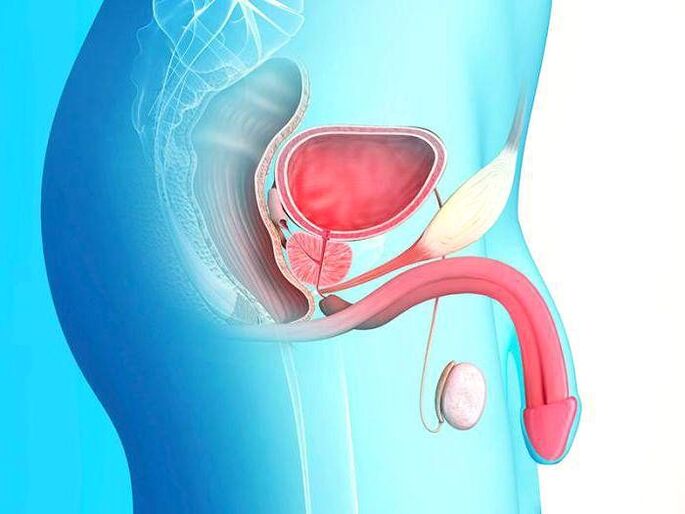 pénis et son allongement chirurgicalement
