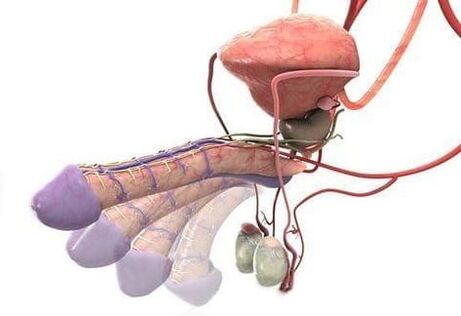 érection après chirurgie d'agrandissement du pénis